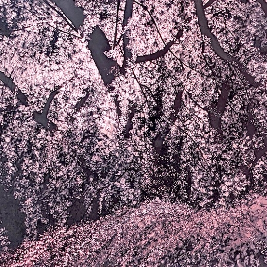 千住博の絵画作品　タイトルは、満開の瀧桜